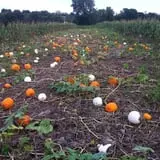 Pickin' Patch Farm photo