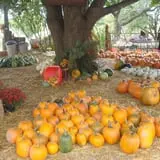 Pickin' Patch Farm photo