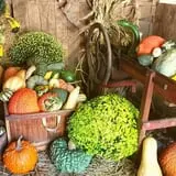 Pickin' Patch Farm photo