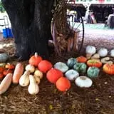 Pickin' Patch Farm photo
