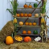 Pickin' Patch Farm photo