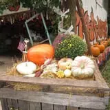 Pickin' Patch Farm photo