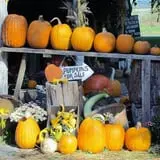 Pickin' Patch Farm photo