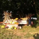 Pickin' Patch Farm photo