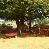 Pickin' Patch Farm photo
