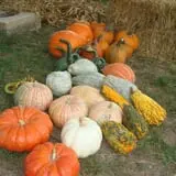Pickin' Patch Farm photo