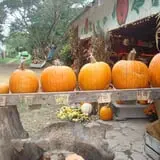 Pickin' Patch Farm photo