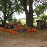 Pickin' Patch Farm photo