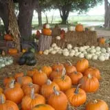 Pickin' Patch Farm photo