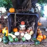 Pickin' Patch Farm photo