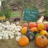Pickin' Patch Farm photo