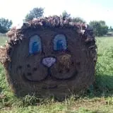 Pickin' Patch Farm photo