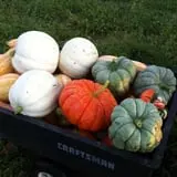 Pickin' Patch Farm photo