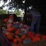 Pickin' Patch Farm photo