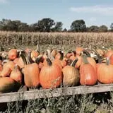 Sherman's Pumpkin Farm and Corn Maze photo