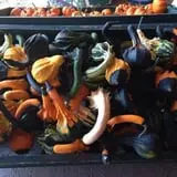 Sherman's Pumpkin Farm and Corn Maze photo