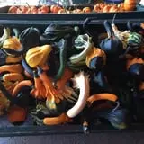 Sherman's Pumpkin Farm and Corn Maze photo