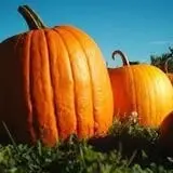 Sherman's Pumpkin Farm and Corn Maze photo
