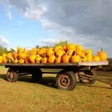 Sherman's Pumpkin Farm and Corn Maze photo