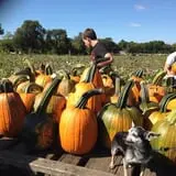 Sherman's Pumpkin Farm and Corn Maze photo