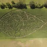 Sherman's Pumpkin Farm and Corn Maze photo