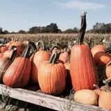 Sherman's Pumpkin Farm and Corn Maze photo