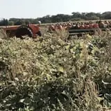 Sherman's Pumpkin Farm and Corn Maze photo