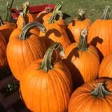 Sherman's Pumpkin Farm and Corn Maze photo