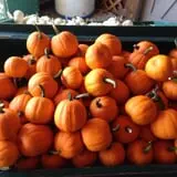 Sherman's Pumpkin Farm and Corn Maze photo