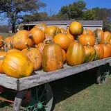 Sherman's Pumpkin Farm and Corn Maze photo