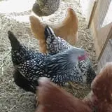 Abbott Farms photo
