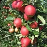 Abbott Farms photo