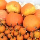 Happy Jack's Pumpkin Farm photo