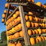 Happy Jack's Pumpkin Farm photo