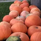 Happy Jack's Pumpkin Farm photo