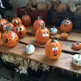 Happy Jack's Pumpkin Farm photo