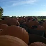 Happy Jack's Pumpkin Farm photo