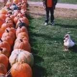 Happy Jack's Pumpkin Farm photo