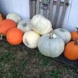 Happy Jack's Pumpkin Farm photo