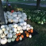 Happy Jack's Pumpkin Farm photo