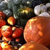 Happy Jack's Pumpkin Farm photo