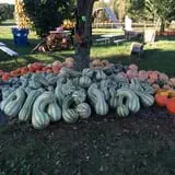 Happy Jack's Pumpkin Farm photo