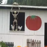 Happy Jack's Pumpkin Farm photo