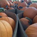 Happy Jack's Pumpkin Farm photo