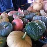 Happy Jack's Pumpkin Farm photo