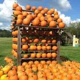 Happy Jack's Pumpkin Farm photo