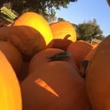 Happy Jack's Pumpkin Farm photo