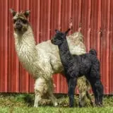 The Petting Farm photo