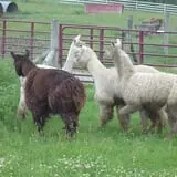 The Petting Farm photo