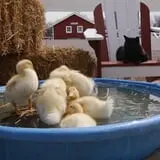The Petting Farm photo